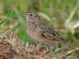 Oriental Skylark - crest down