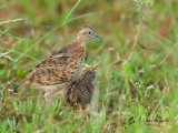 Small Buttonquail - with a chick
