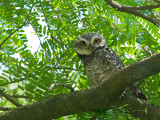 Spotted Owlet - 2011