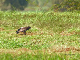 Greater Spotted Eagle - 2