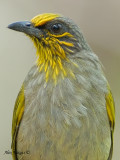 Stripe-throated Bulbul - 2010 - portrait