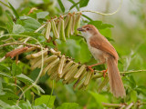 Yellow-eyed Babbler - on the beans - 2011