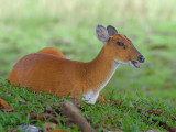 Red Muntjac - 2010 - female - laying down