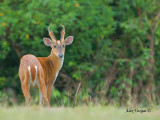Red Muntjac - male - 2010
