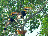 Great Hornbill - couple