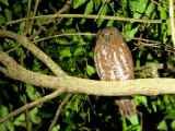 Brown Hawk-Owl - alert - 2011