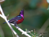 Purple-throated Sunbird - male - whats up