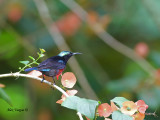Purple-throated Sunbird - male - back view
