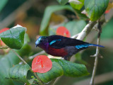 Purple-throated Sunbird - male - looking