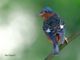 White-throated Rock-Thrush - 2011 - look back