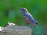 Blue Rock-Thrush - subspecies philippensis -- 2011 - 2