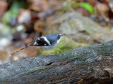 Slaty-backed Forktail - far away