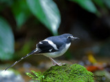 Slaty-backed Forktail