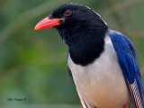 Red-billed Blue-Magpie - portrait - 2012