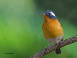 Mugimaki Flycatcher - male - sunny