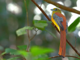Orange-bellied Trogon - male - 2012