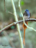 Asian Paradise-Flycatcher - male - red morph - 2012 - 3