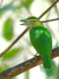 Green-eared Barbet 1 - back view