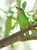 Green-eared Barbet - looking up