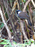 Black-throated Laughingthrush - 2012 - 2