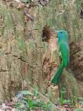 Blue-bearded Bee-eater - nesting