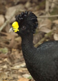 Great Curassow - male portrait