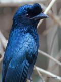 Greater Racket-tailed Drongo - portrait - 2012
