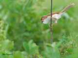 Yellow-eyed Babbler - 2012 - singing down