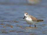 Spoonbill Sandpiper - non breed