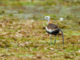 Pheasant-tailed Jacana - breed - 2012 - looking back
