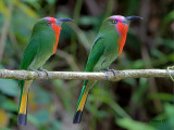 Red-bearded Bee-eater - 2012 - pair