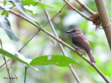 Green-backed Flycatcher - female