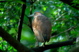 Malayan Night-Heron -- sp 174