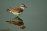 Greater Sand-Plover non breed -- sp 189