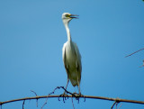 Intermediate Egret -- sp 175