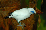 Bali Myna