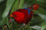 Moluccan Lory