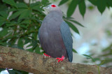 Pinon Imperial Pigeon
