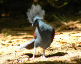 Western-crowned Pigeon