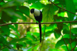 White-necked Myna