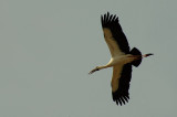 Open-billed Stork - 2007 - Flight