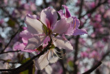 Primavera em Coloane 4