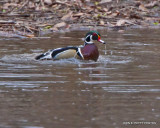 Taking a bath 110217_0168.jpg