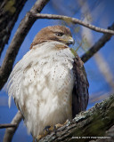 Red-tailed Hawk 110306_0542.jpg