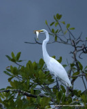 Great Egret 110316_2753.jpg