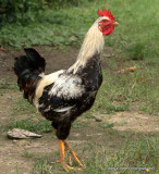 El Gallo 110315_2295.jpg