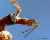 Crane Fly110324_3634-1.jpg