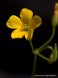 Oxalis 110331_3918.jpg