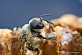 Drone Bee Birth 110417_4580-1.jpg