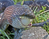 Rat Snake 2  110422_4724.jpg